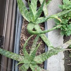 生活雑貨 家庭用品 ガーデニング