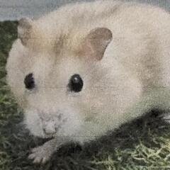 イエロージャンガリアン