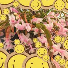 シャコバサボテン１つ目の画像