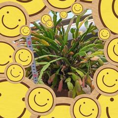 シャコバサボテン１つ目