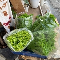 夕採り　リーフレタス　無農薬無肥料 - 堺市