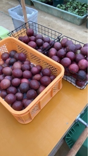 パッションフルーツ訳あり４kg〜５kg食品