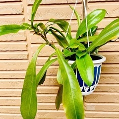 【決まりました】食虫植物ウツボカズラ★ネペンテスの画像