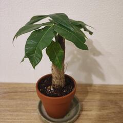 生活雑貨 家庭用品 ガーデニング