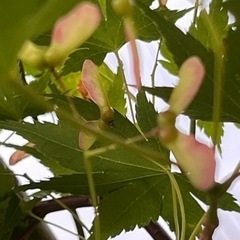 もみじ　紅葉、30センチ前後100円　 の画像