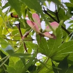 もみじ　紅葉、30センチ前後100円　 の画像