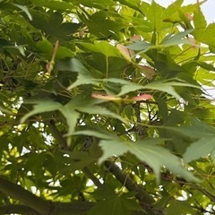 もみじ　紅葉、30センチ前後100円　 の画像