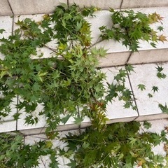 もみじ　紅葉、30センチ前後100円　 の画像