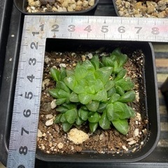 ハオルチア 光るオブツーサ群生の画像