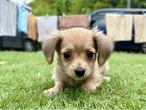 8匹わんこの大家族様 ご家族さま募集中です】2025.8.22生まれ チワワの5きょう