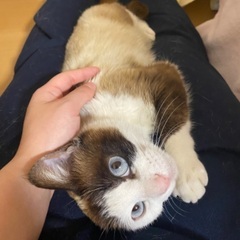 ◆シャムちゃん♀推定5歳募集中◆