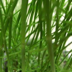 ★珍しい、★トクサです、★メダカ等、★ビオトープに1鉢です、多年草（、竹の様に節があります、毎年出ます、アクセントに）画像参照の画像