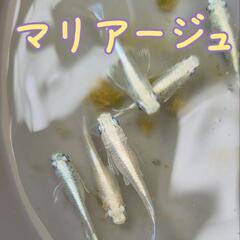 決まりました！マリアージュ　めだか　1ペア