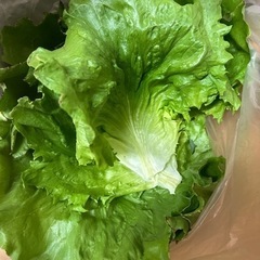 レタスの葉っぱ