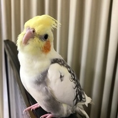 迷子インコ！オカメインコを見つけたら連絡下さい！