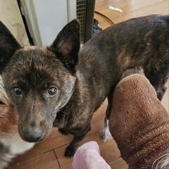 (譲渡完了)豆甲斐犬かもしれない虎毛の花ちゃん - 安曇野市