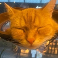 ワンちゃんネコちゃん飼ってる方☆ - その他