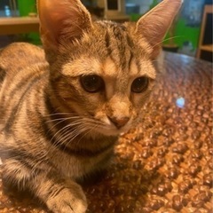 ワンちゃんネコちゃん飼ってる方☆ - 北区