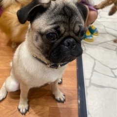 ワンちゃんネコちゃん飼ってる方☆
