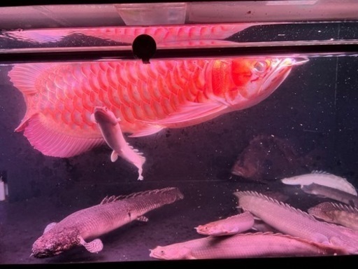 水槽　アロワナ　熱帯魚