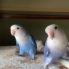コザクラインコ