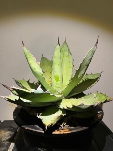 アガベ　チタノタ　ブラックアンドブルー