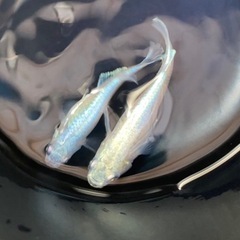 メダカ　みゆきメダカ　幹之メダカの画像