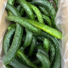 きゅうり　　1kg280円