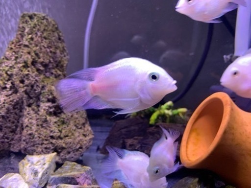 おもちゃ おもちゃ ぬいぐるみ