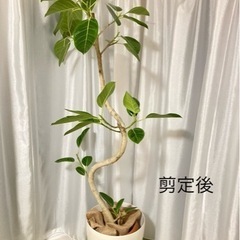 フィカスアルテシマ　観葉植物の画像