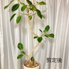 フィカスアルテシマ　観葉植物の画像