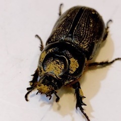 カブトムシ🏝️夜12時まで受取OK👌
