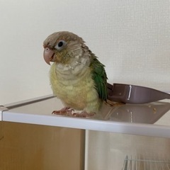 ホオミドリアカウロコインコ