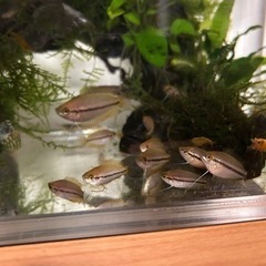 ゴールデンハニードワーフグラミー(若魚)の画像