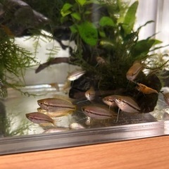 ゴールデンハニードワーフグラミー(若魚)の画像