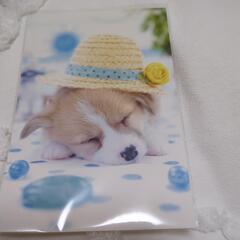 コーギー　ぬいぐるみの画像