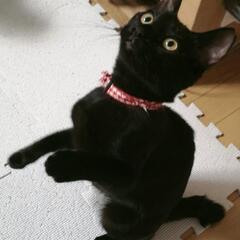 美しい黒猫ガール♪ - 猫