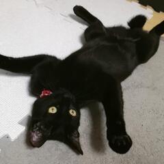 美しい黒猫ガール♪ − 埼玉県