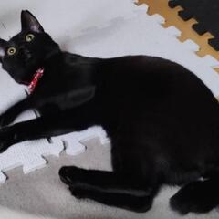 美しい黒猫ガール♪ - 川口市