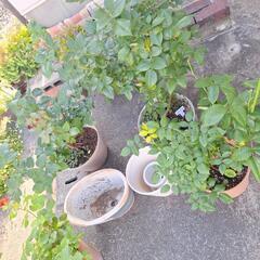 薔薇苗の画像
