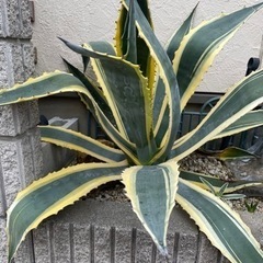 超特大　美株　アメリカーナ　覆輪斑の画像