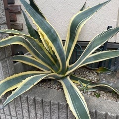 超特大　美株　アメリカーナ　覆輪斑の画像