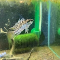 Ap.sp.カウラ WILDのF1稚魚10匹_____20240524