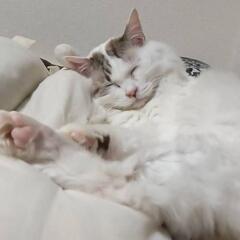 甘えん坊のオス猫ちゃん - 猫