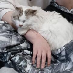 甘えん坊のオス猫ちゃんの画像