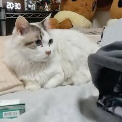 甘えん坊のオス猫ちゃん − 福岡県