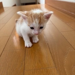 保護猫　1カ月　一旦募集停止します