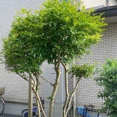 大切に育てた樹木、お譲りいたします。の画像