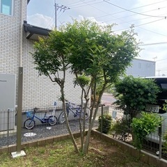 大切に育てた樹木、お譲りいたします。の画像