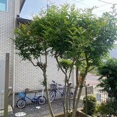 大切に育てた樹木、お譲りいたします。の画像
